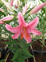 [4226 Fleurise No02.JPG]